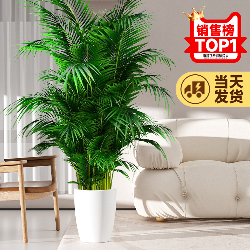 散尾葵植物盆栽客厅办公室内大型绿植旺宅好养活去甲醛新房天堂鸟