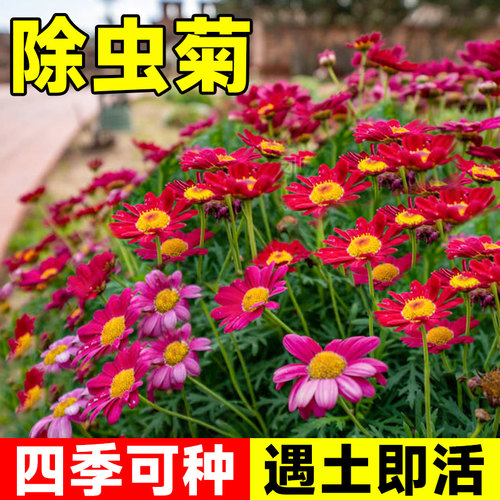 除虫菊花种子四季播种开花好养活