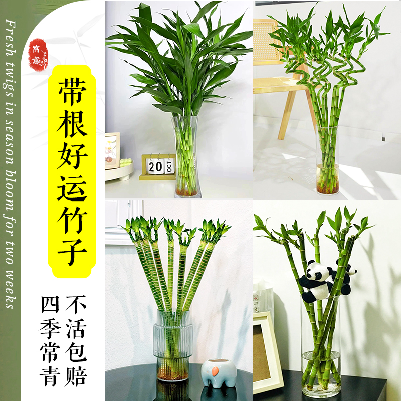 富贵竹水培植物水养发财树带根