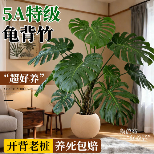 龟背竹客厅大盆栽老桩高级感大型绿植室内植物高端大气上档次好养