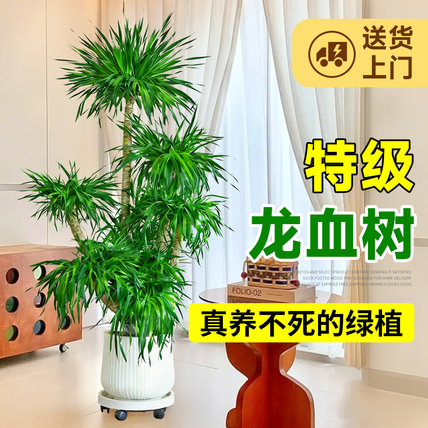 龙血树客厅绿植大型多头龙须树老桩盆栽真树大号室内盆景好养植物,鲜花速递/花卉仿真/绿植园艺,大型绿植/成品组合盆栽,淘宝优惠券,粉丝福利购,淘宝优惠卷