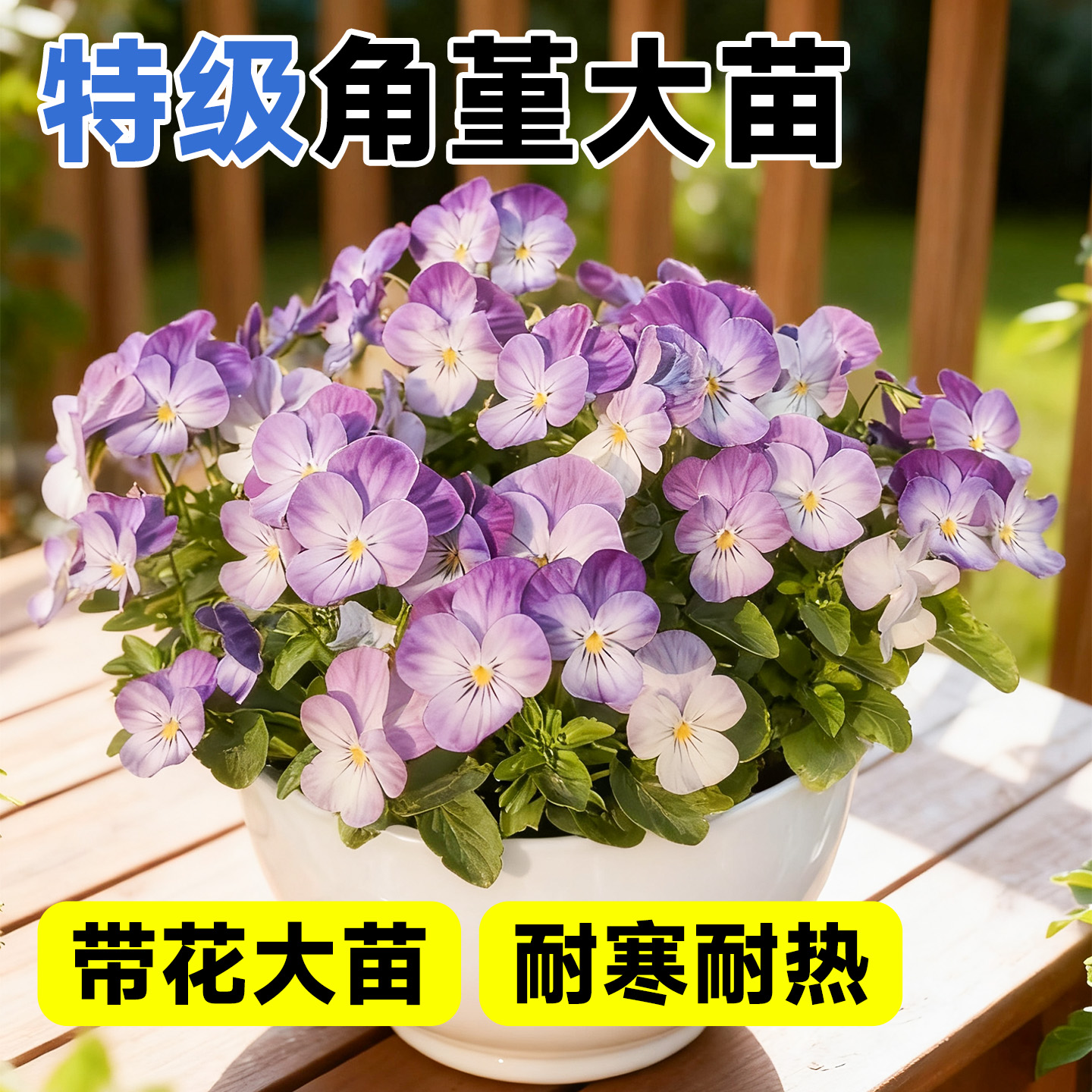 角堇花苗盆栽带花皱边大苗三色堇庭院阳台室内外花卉绿植冬季开花