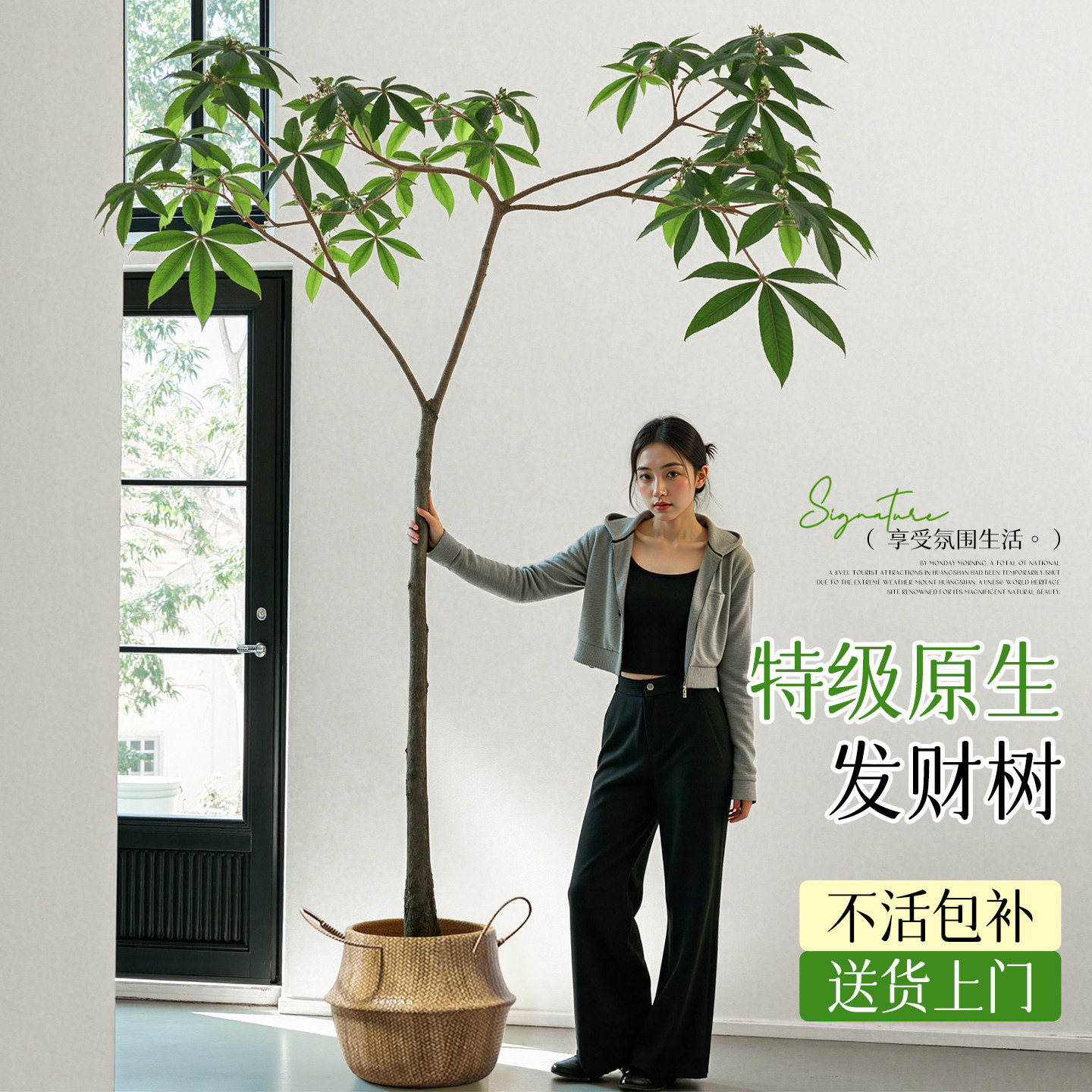 原生发财树盆栽老桩造型大棵室内客厅大型绿植乔迁新居发财树好养,鲜花速递/花卉仿真/绿植园艺,绿植,淘宝优惠券,粉丝福利购,淘宝优惠卷