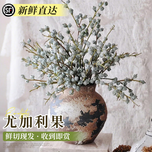 尤加利果天然干花永生花材高级感客厅装饰摆设花束真花插花艺大枝