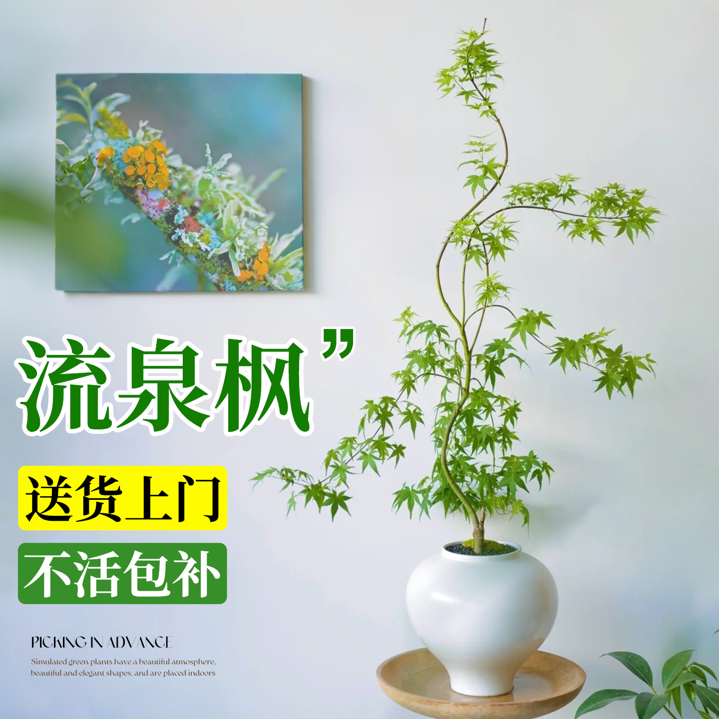 流泉枫盆栽绿植室内盆景