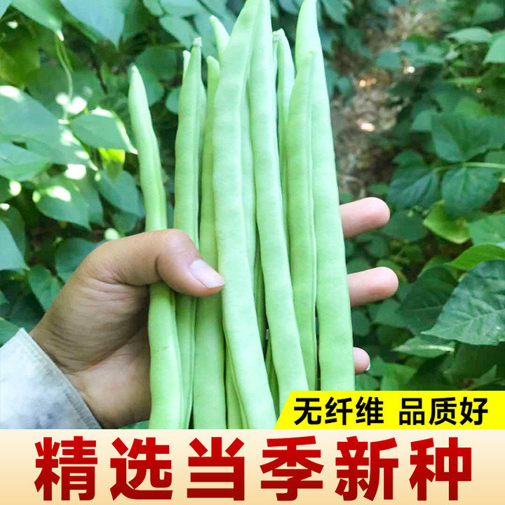 四季豆蔬菜种子撒籽就活四季豆图片
