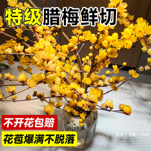 水培梅花腊梅干枝鲜花云南基地直发室内家用插花花期超长水养花卉