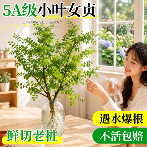 【水培小叶女贞】遇水爆根