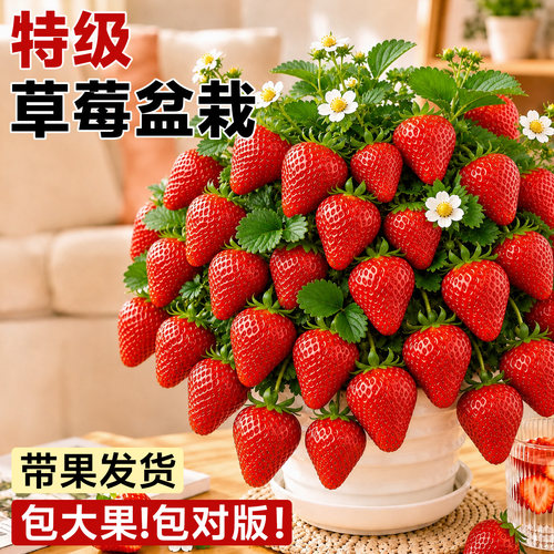 【带果发货包对版】不结果包赔