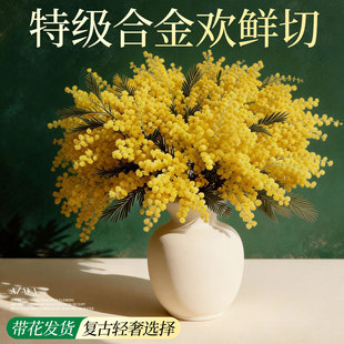 银叶金合欢圣诞花盆栽水培植物室内好养鲜切花云南直发插花摆件