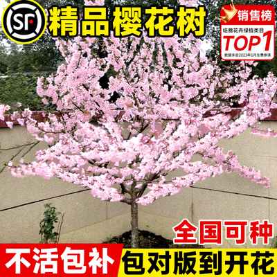 重瓣樱花树苗庭院耐寒绿化苗木