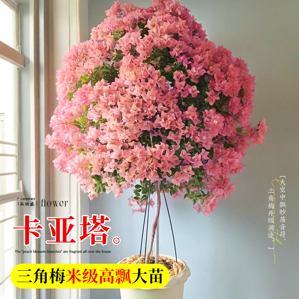 卡亚塔三角梅高飘枝盆栽带花大苗
