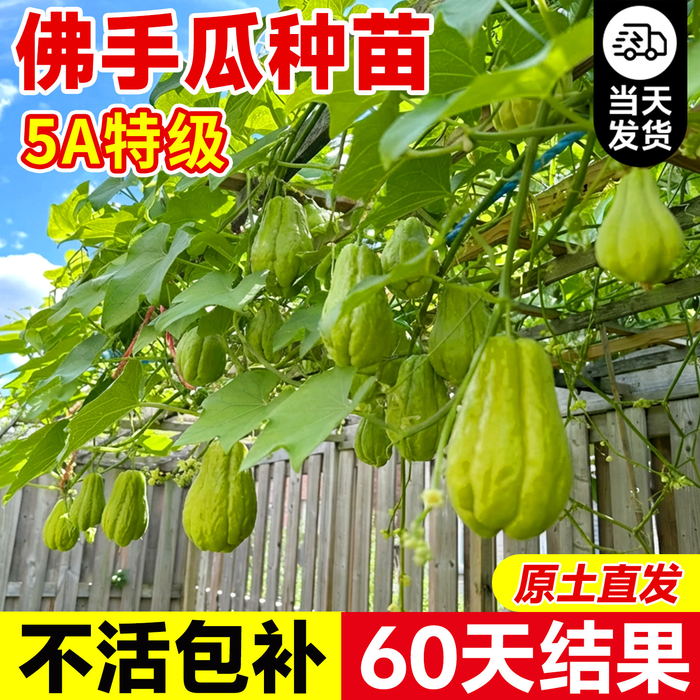 佛手瓜种瓜苗蔬菜秧苗带土高产早熟种苗南北方室内外四季好养种植