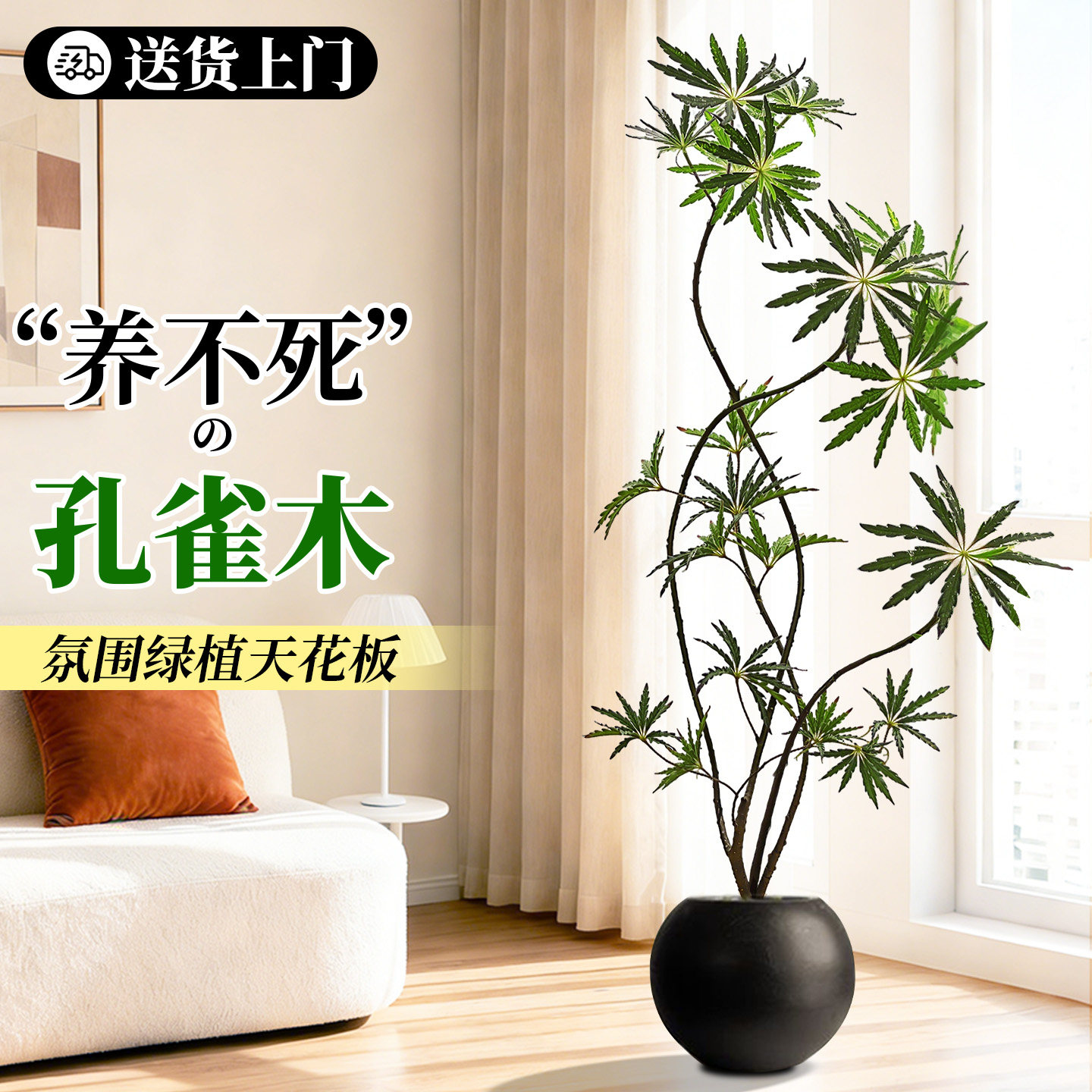 孔雀木客厅绿植大盆栽室内大型植物办公室高端大气上档次轻奢好养,鲜花速递/花卉仿真/绿植园艺,大型绿植/成品组合盆栽,淘宝优惠券,粉丝福利购,淘宝优惠卷