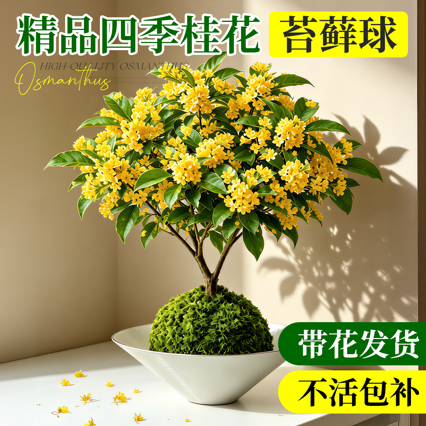 四季桂花盆栽苔藓球水培绿植物浓香型花卉室内客厅办公室桌面摆件