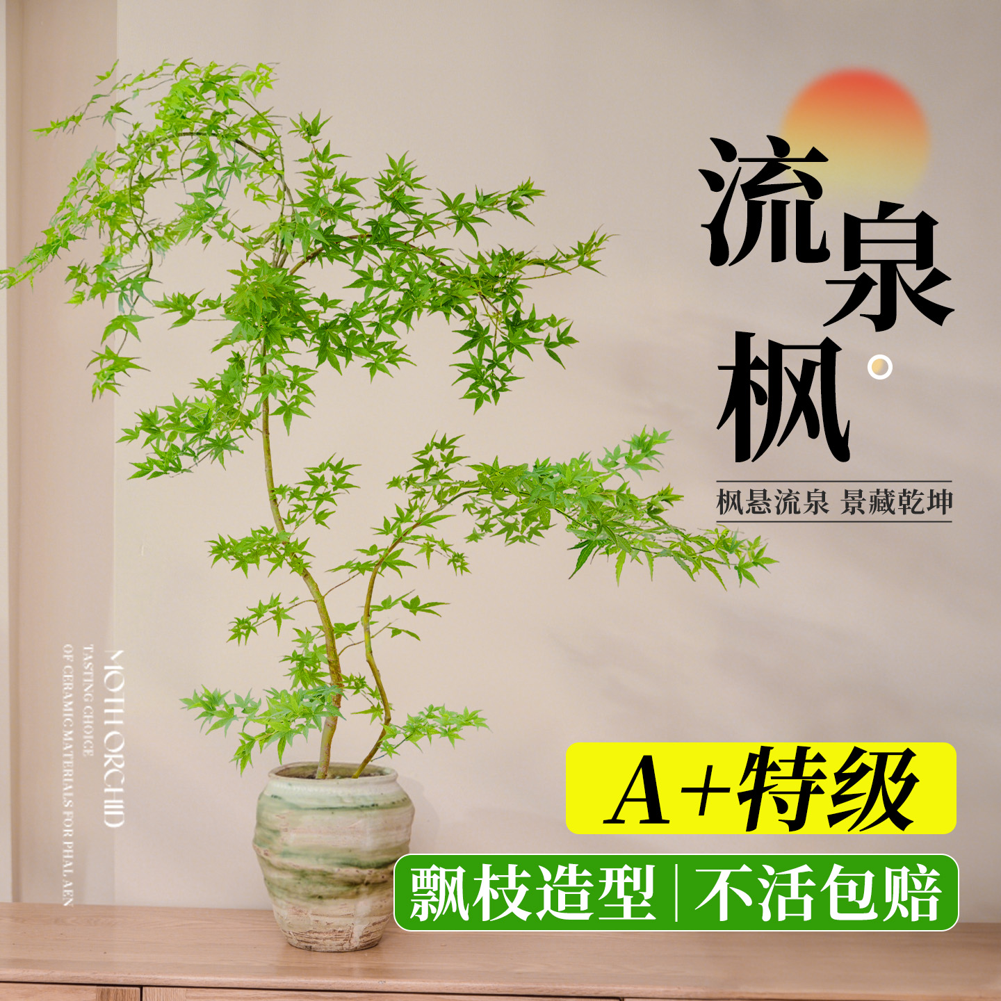 流泉枫盆栽60天不活包赔送货上门