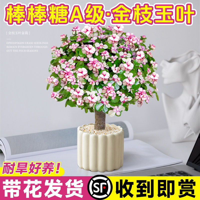 金枝玉叶棒棒糖大老桩多肉盆栽图片