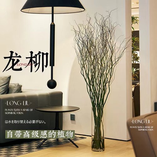 临雅绿植鲜切好养活龙柳懒人好物