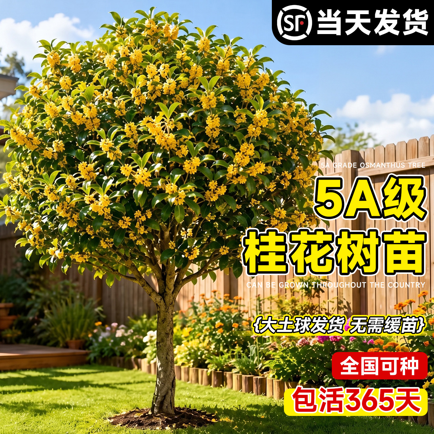 【5A级品质】正宗桂花树苗地栽图片