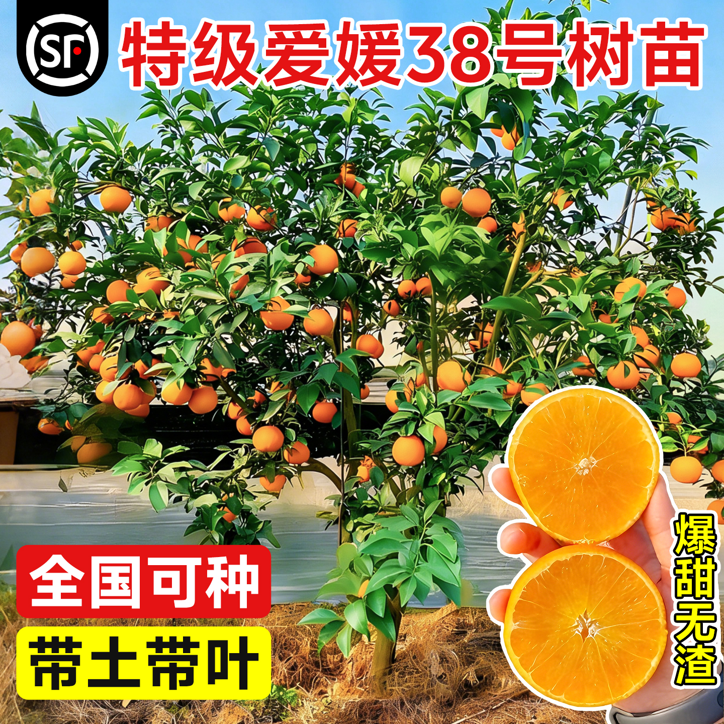 精品爱媛38号树苗果冻橙全国可种