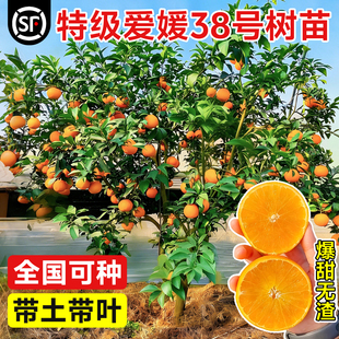 爱媛38号树苗果冻橙果树果苗盆栽象山红美人树苗橘子树橙子水果树