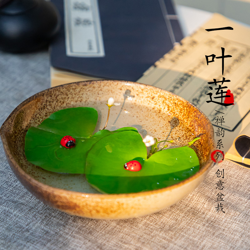带盆无土水培一叶莲精品四季开花图片