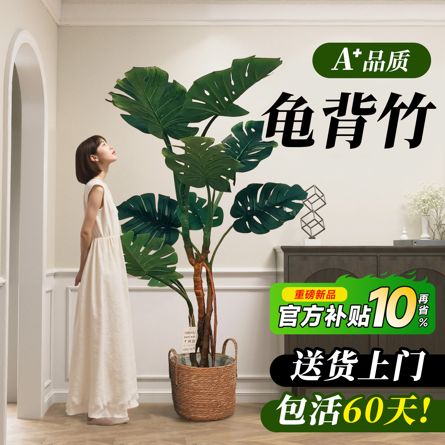 【包活60天】龟背竹大叶开背老桩