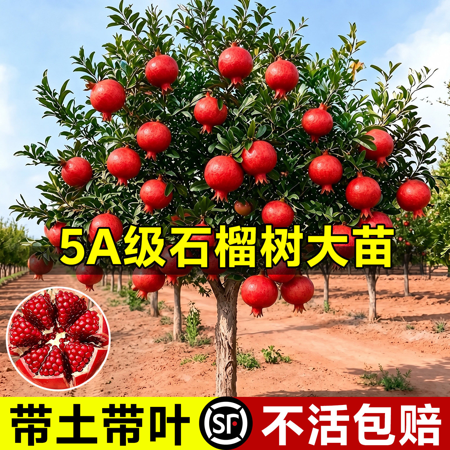 【带果发货】软籽石榴树苗包结果图片