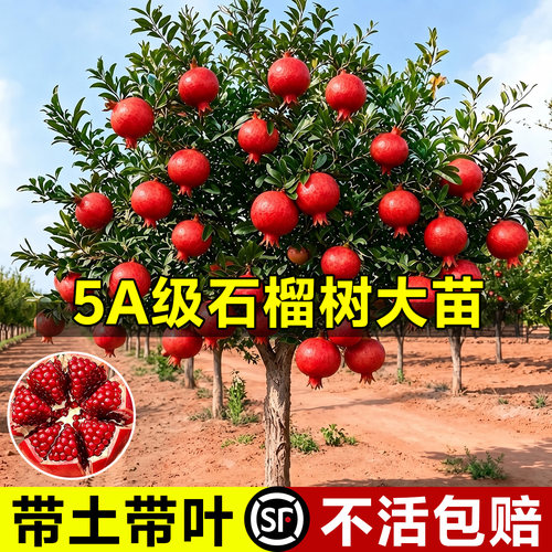 【带果发货】软籽石榴树苗包结果