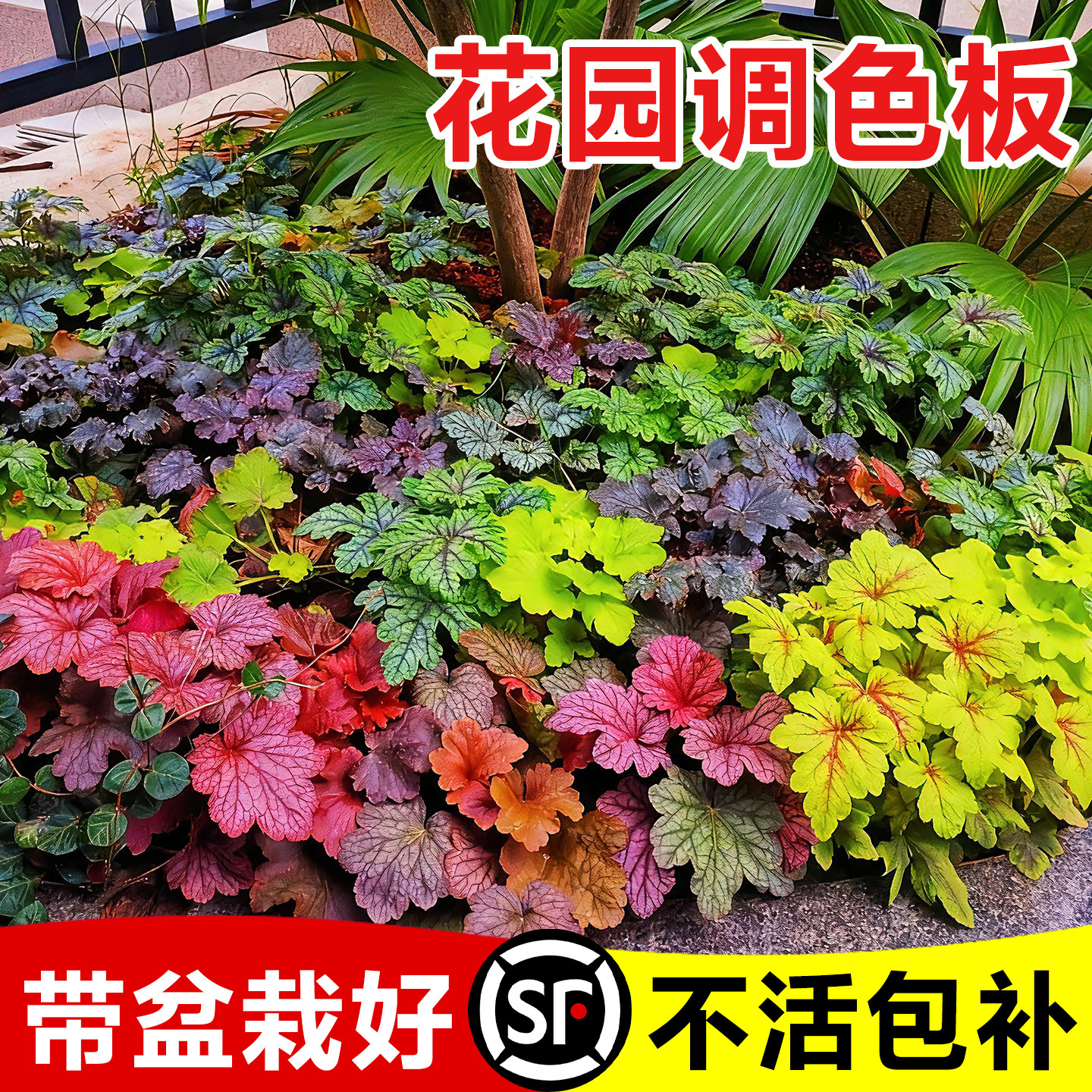 矾根盆栽花卉植物室内花苗四季常青观叶耐寒绿植庭院地被绿化花苗