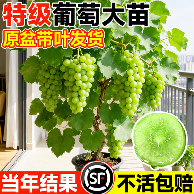 【包成活到结果】葡萄苗带土带叶