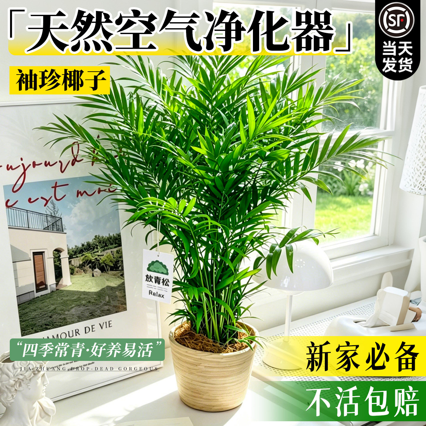 袖珍椰子清新空气水培好养图片