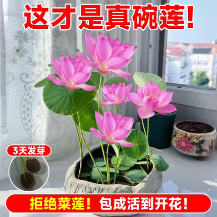 碗莲水培植物带花苞七彩碗莲种子种藕睡莲荷花卉盆栽四季水养绿植
