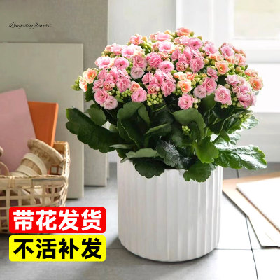 【A级精品】长寿花盆栽带花重瓣