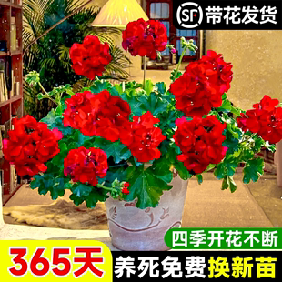 开花卉绿植物 新品 大花天竺葵盆栽带花苞发货垂钓吊兰花苗重瓣四季