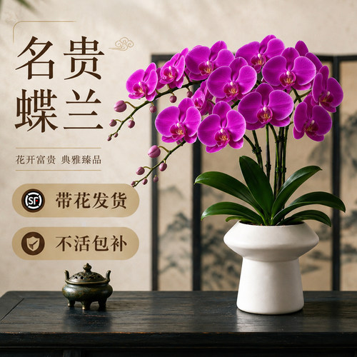 特级带花蝴蝶兰到手即赏