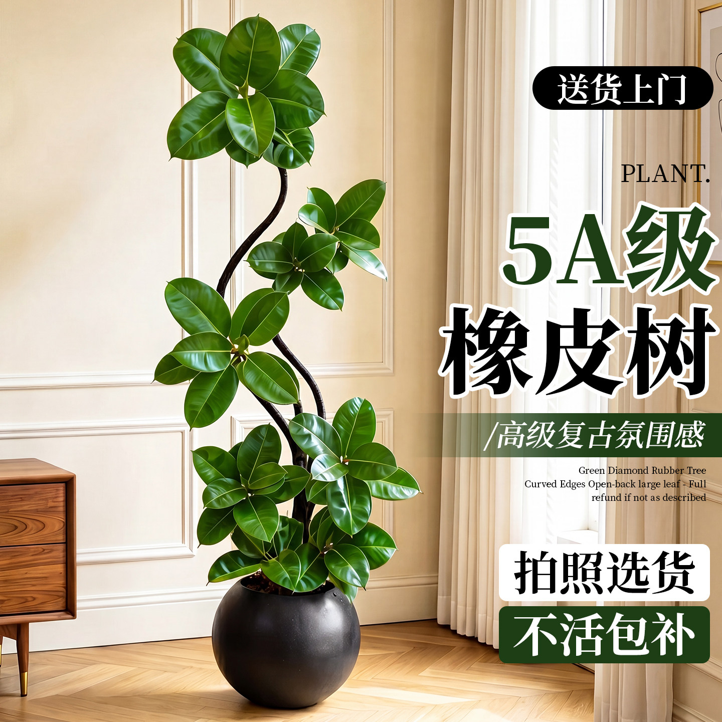 绿金刚橡皮树客厅大盆栽大型绿植高级感植物办公室内落地高端好养
