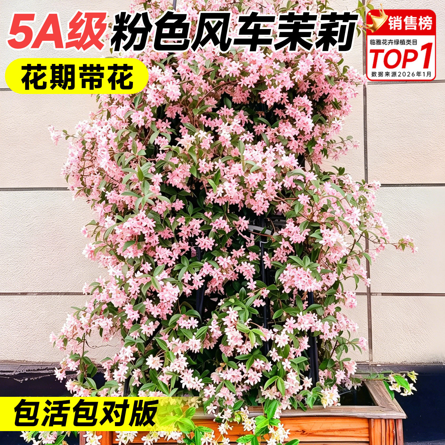 粉色风车茉莉爬藤植物大苗老桩四季好养活开花卉绿植室外庭院造景