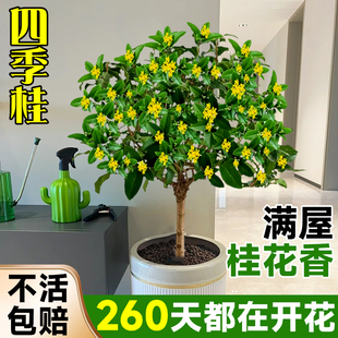 桂花树苗四季 桂盆栽花苗可食用嫁接老桩室内阳台金桂丹桂植物花卉