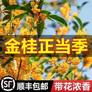 金桂桂花树苗盆栽庭院浓香型嫁接四季 丹桂花大树室内阳台花卉植物