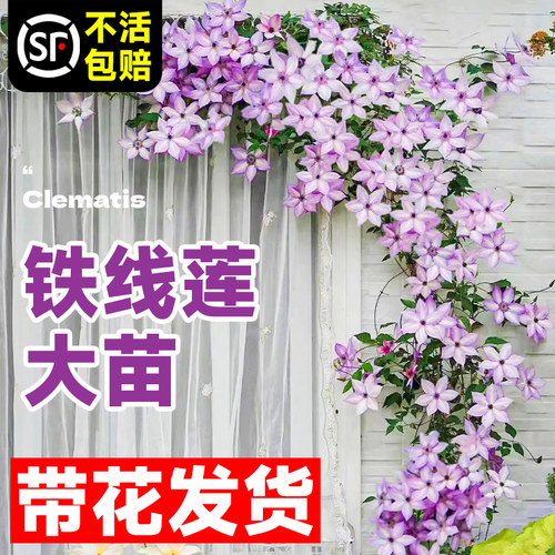 铁线莲大苗爬藤植物庭院带盆栽好