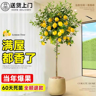 香水柠檬树盆栽带果客厅绿植大型植物室内阳台禄植四季 好养除甲醛