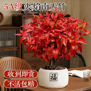 火焰南天竹绿植盆栽室内桌面花卉四季观叶好养耐寒植物喜庆年宵花