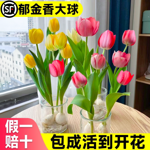 水培郁金香大种球好养活四季开花