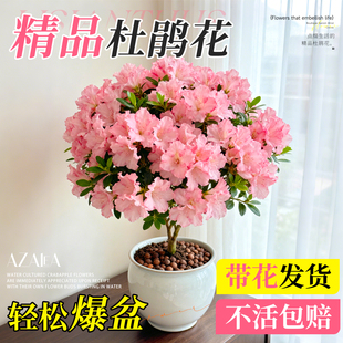 杜鹃花盆栽四季 阳台开花带花苞精品老桩重瓣花苗室内花卉耐寒耐热