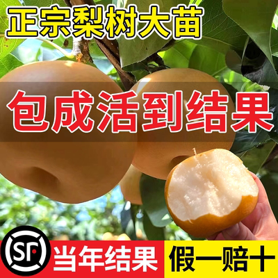 正宗梨树大苗四季种植当年结果苗