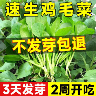 鸡毛菜菜籽种四季 速生小白菜青菜油菜上海青蔬菜种子种孑大全种籽