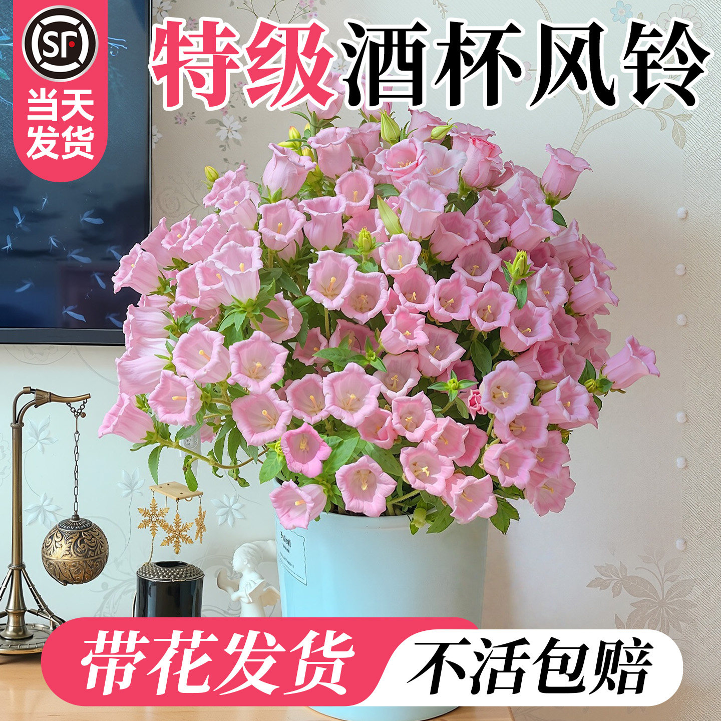 酒杯风铃大花风铃草花卉盆栽带花四季阳台庭院鲜花植物好养易活,鲜花速递/花卉仿真/绿植园艺,时令草本花卉,淘宝优惠券,粉丝福利购,淘宝优惠卷