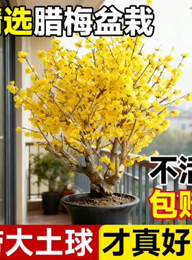 腊梅花盆栽矮化老桩盆景梅花耐寒花苗室外阳台庭院花卉浓香树苗