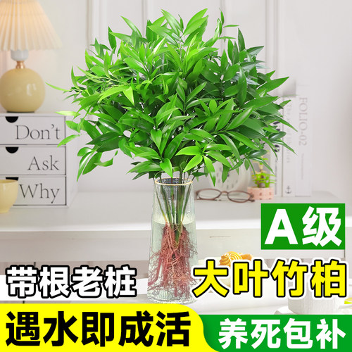 【A级老桩】驱蚊竹柏好养四季青